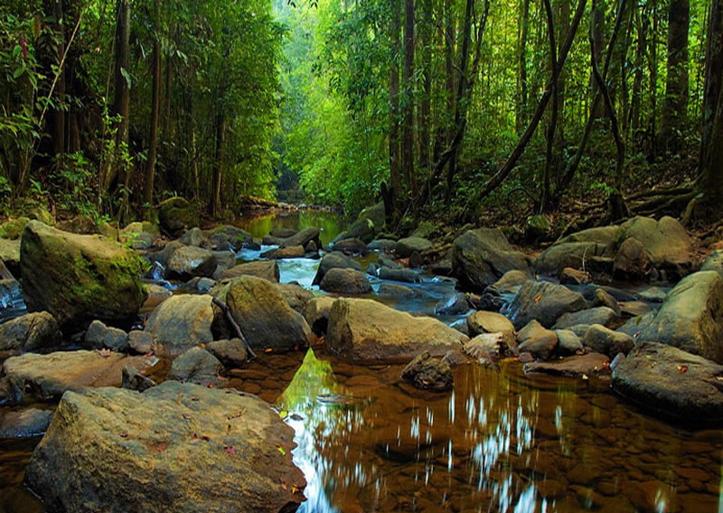 Sinharaja Forest Reserve